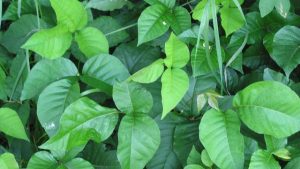Get rid of Poison Ivy