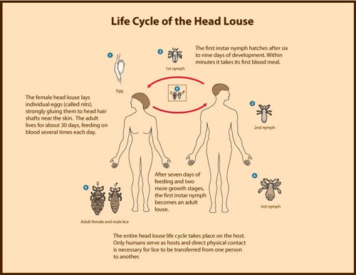 Life Cycle Of Head Lice