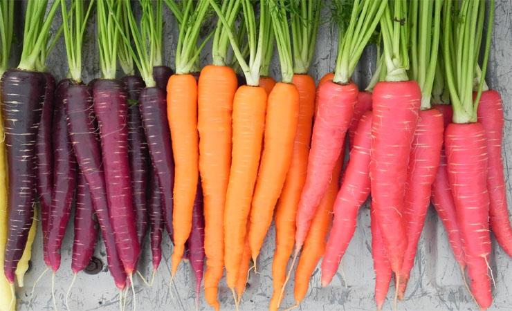 Best-Antiseptic-Carrots