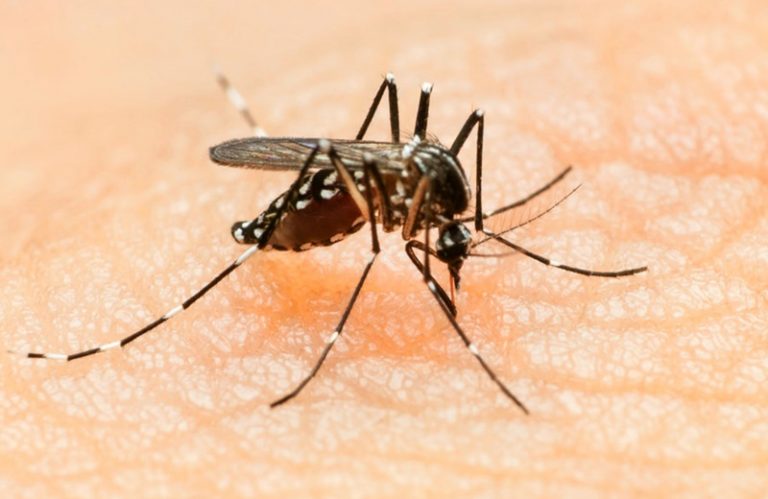 All you need to know about Zika virus