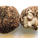 Home Remedies For Bed Bugs