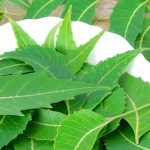 Neem Leaves