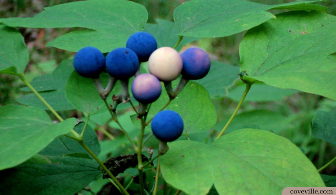 Black and blue Cohosh