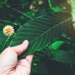 The Long-Term Effects of Kratom Use